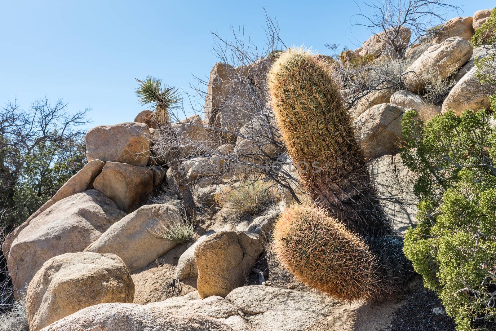 California barrel cactus (Ferocactus cylindraceus) in Joshua Tre by Njean