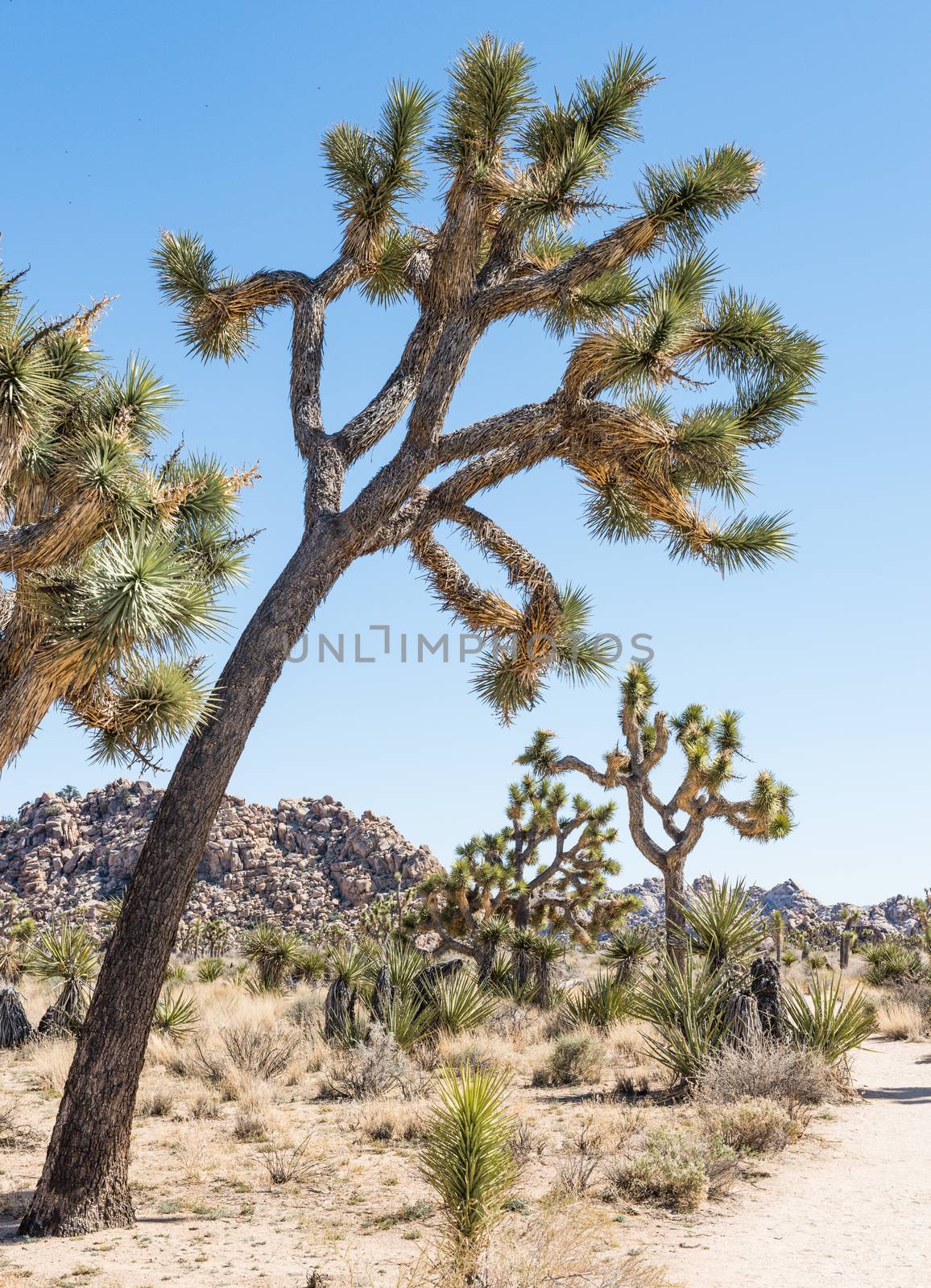 Joshua trees (Yucca brevifolia) along Willow Hole Trail in Joshu by Njean