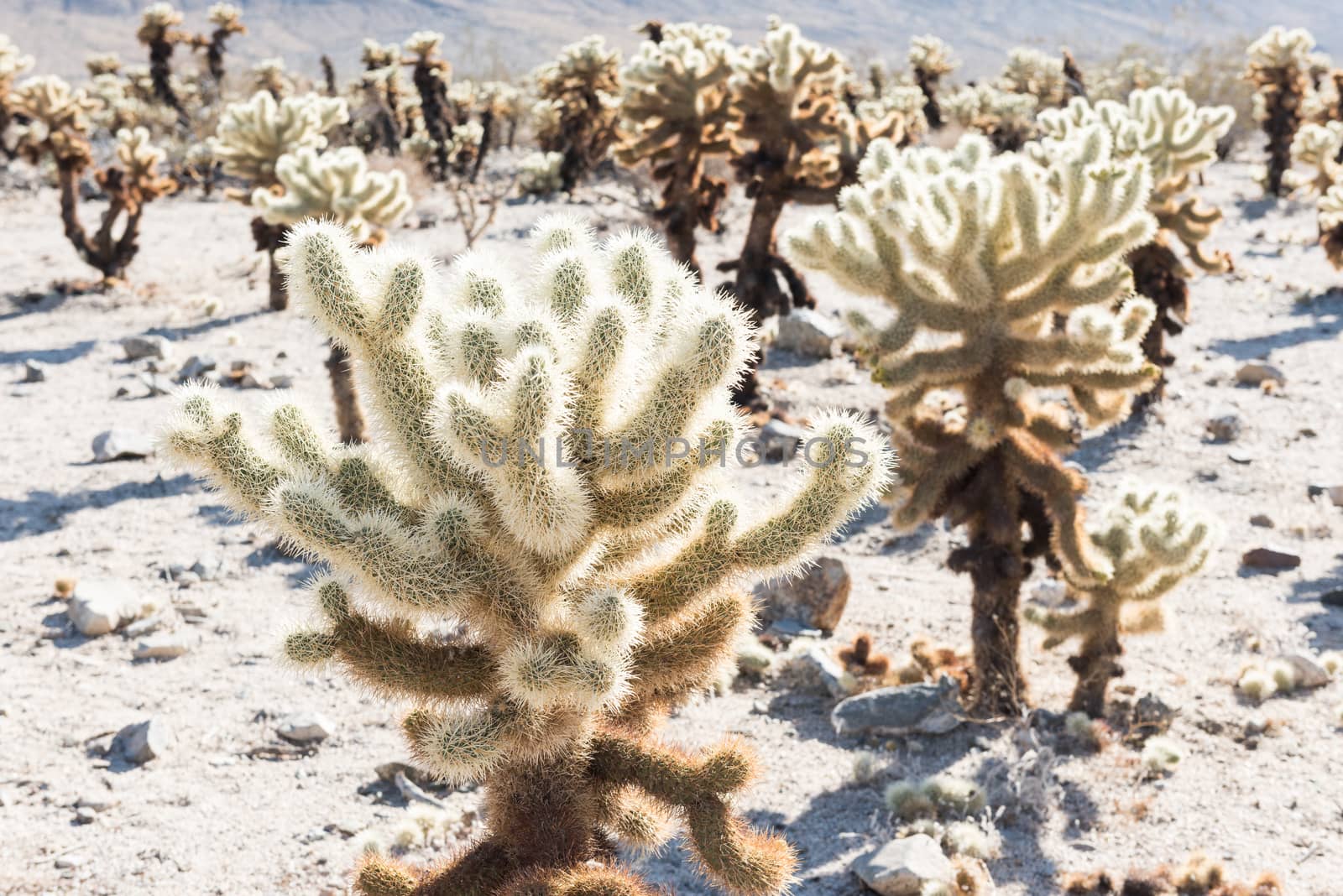 Cholla cactus (Cylindropuntia bigelovii) known as Teddy-bear cholla in the Cholla Cactus Garden in Joshua Tree National Park, California