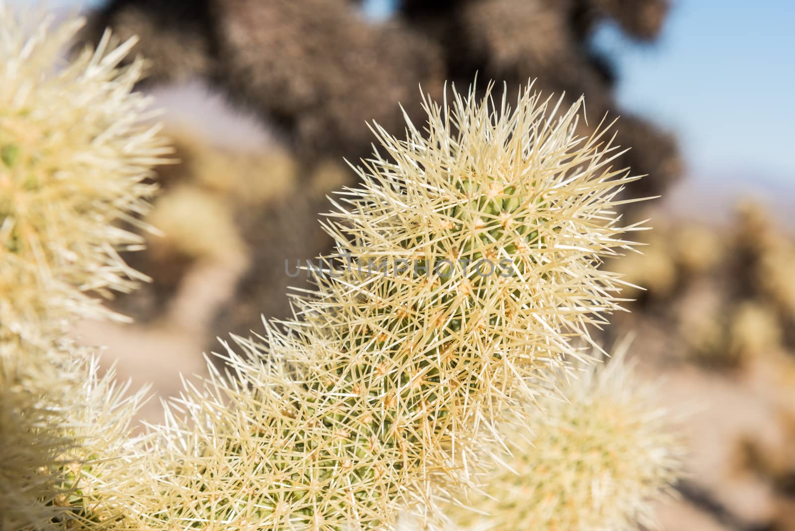 Cholla cactus (Cylindropuntia bigelovii) known as Teddy-bear cho by Njean