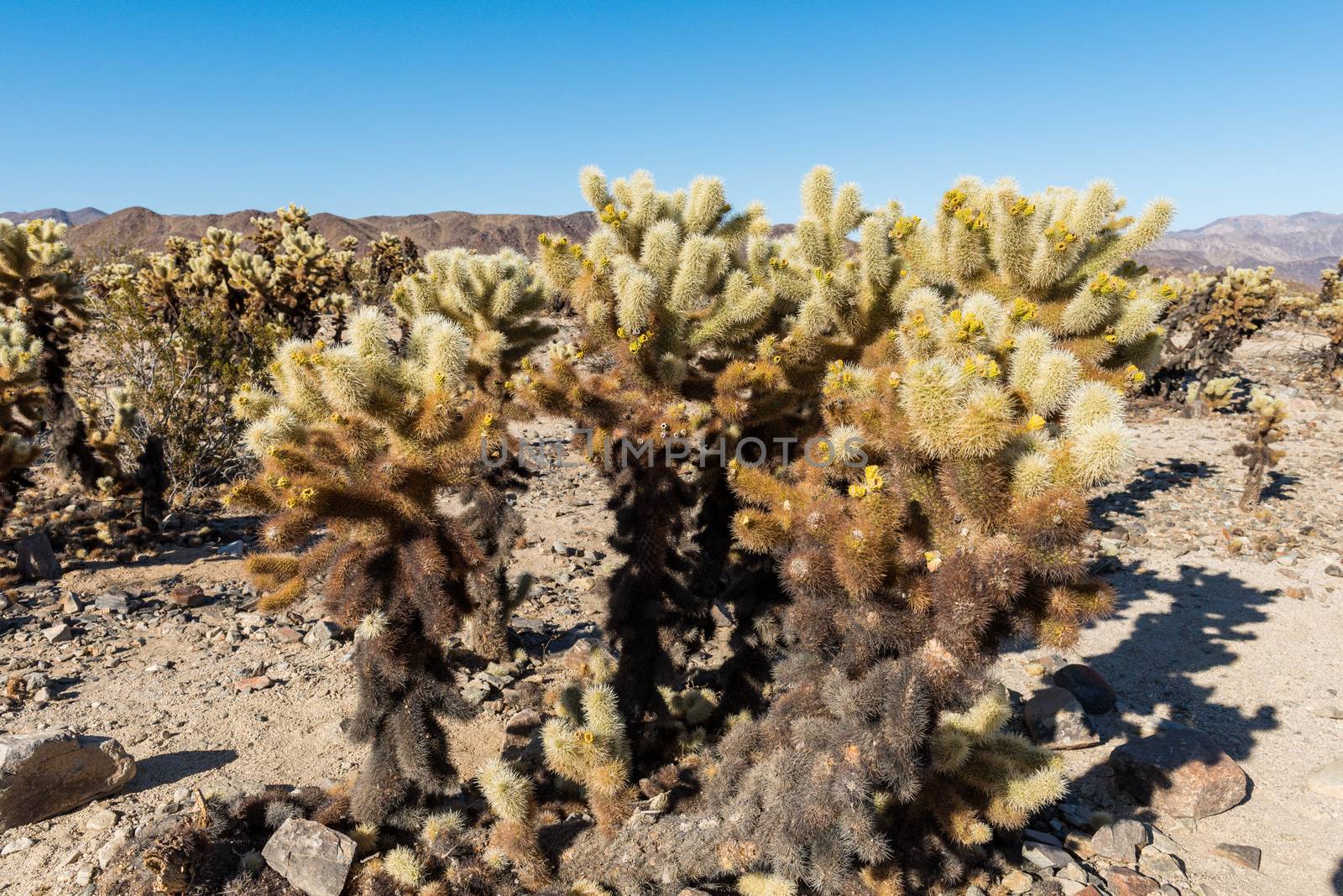 Cholla cactus (Cylindropuntia bigelovii) known as Teddy-bear cho by Njean