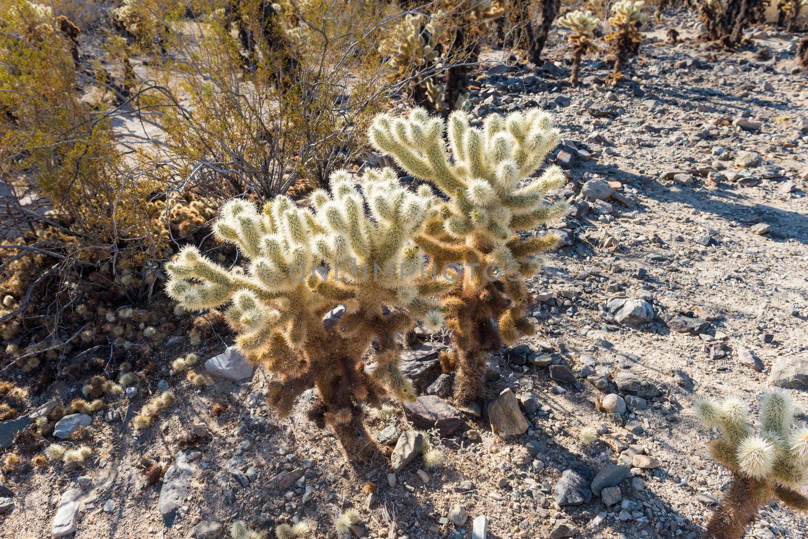 Cholla cactus (Cylindropuntia bigelovii) known as Teddy-bear cho by Njean