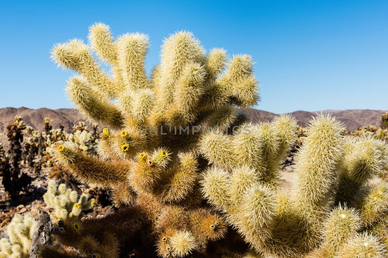 Cholla cactus (Cylindropuntia bigelovii) known as Teddy-bear cho by Njean