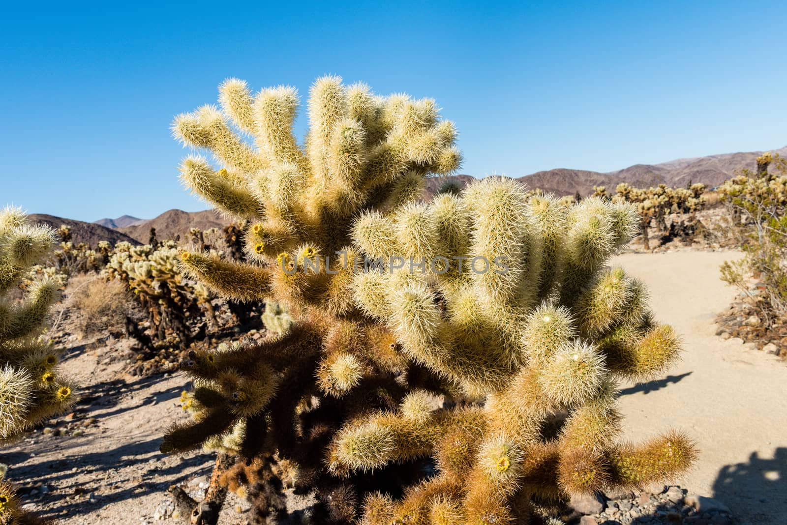 Cholla cactus (Cylindropuntia bigelovii) known as Teddy-bear cholla in the Cholla Cactus Garden in Joshua Tree National Park, California