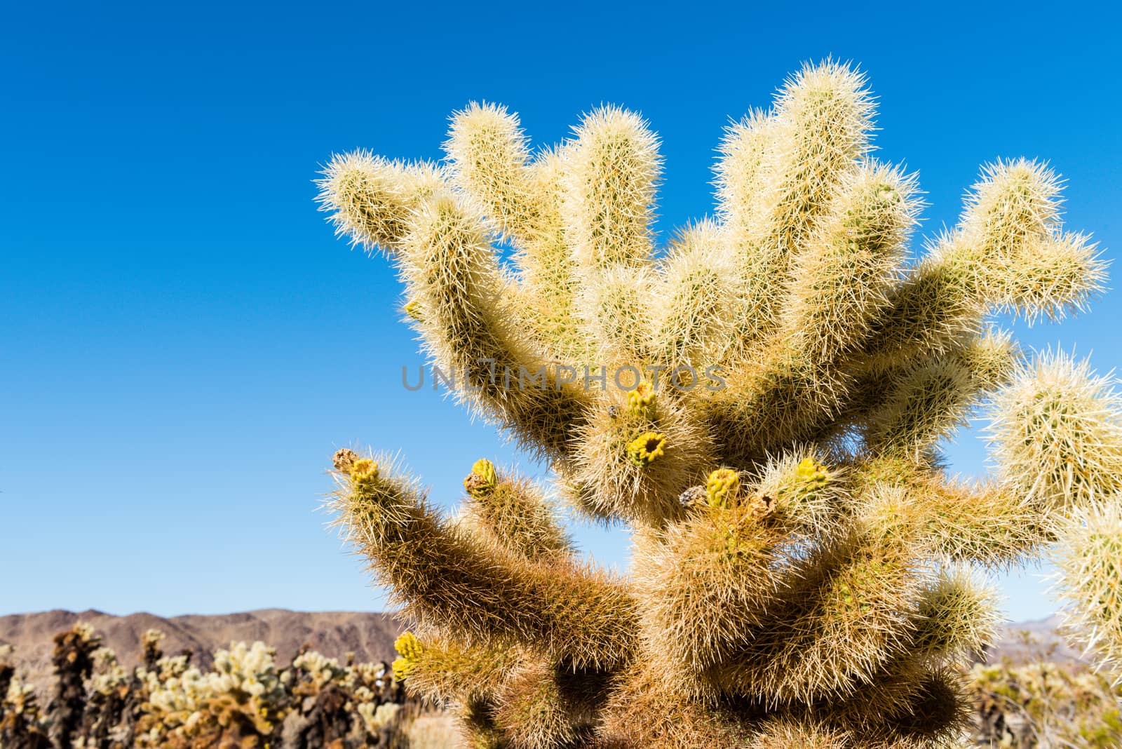 Cholla cactus (Cylindropuntia bigelovii) known as Teddy-bear cho by Njean