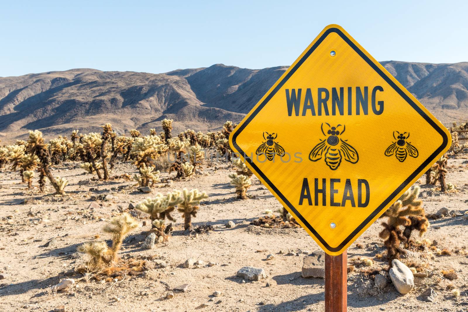 Bee warning sign in the Cholla Cactus Garden in Joshua Tree Nati by Njean