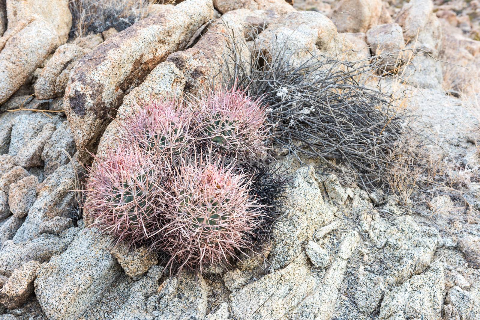 Echinocactus polycephalus (cottontop cactus) in Porcupine Wash w by Njean