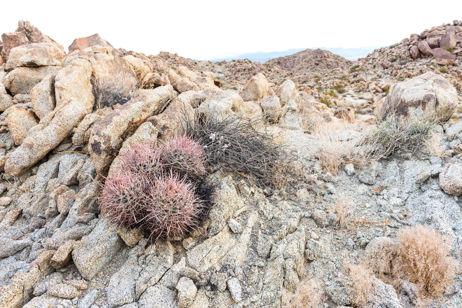 Echinocactus polycephalus (cottontop cactus) in Porcupine Wash w by Njean