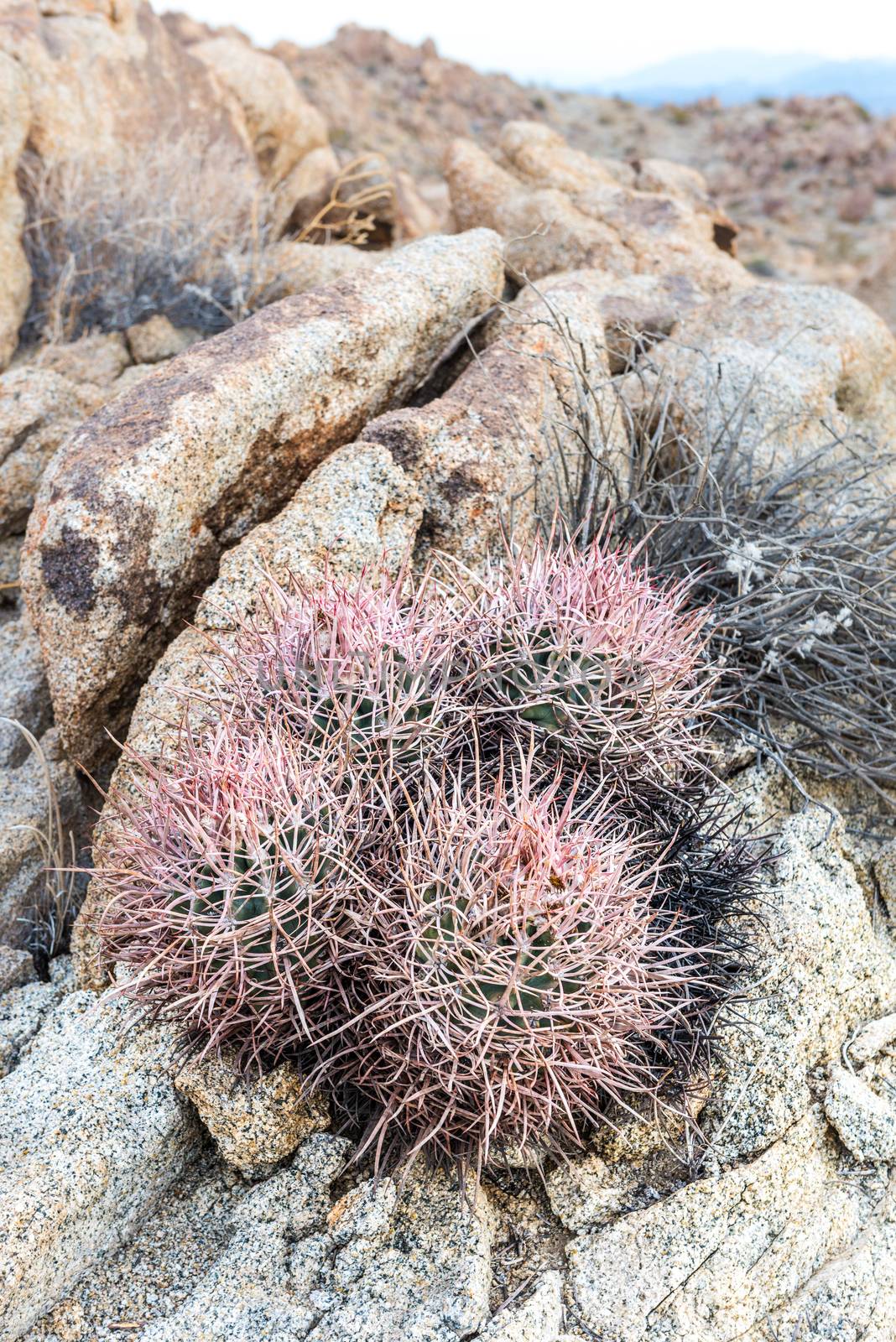 Echinocactus polycephalus (cottontop cactus) in Porcupine Wash w by Njean