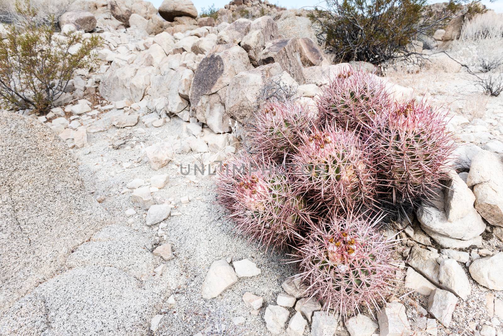 Echinocactus polycephalus (cottontop cactus) in Porcupine Wash w by Njean