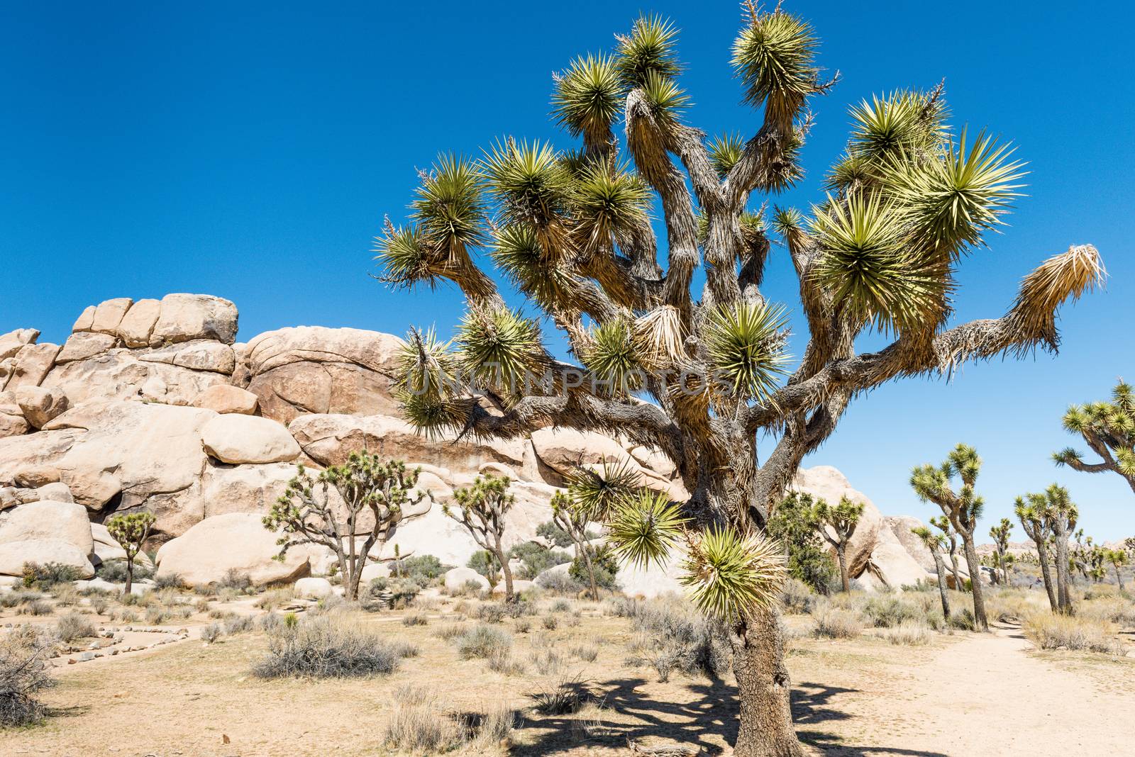 Joshua trees (Yucca brevifolia) in Hall of Horrors area of Joshua Tree National Park, California