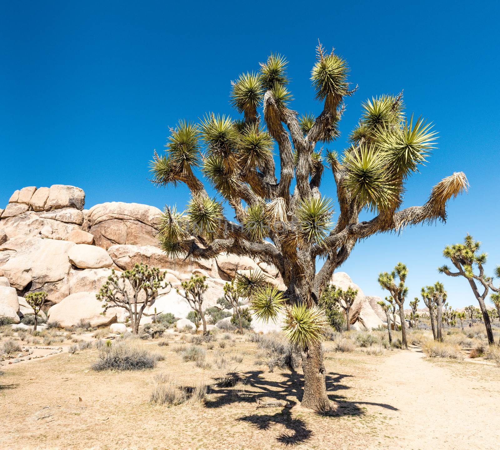 Joshua trees (Yucca brevifolia) in Hall of Horrors area of Joshu by Njean