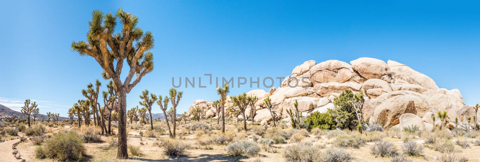 Panorama of Joshua trees (Yucca brevifolia) in Hall of Horrors a by Njean