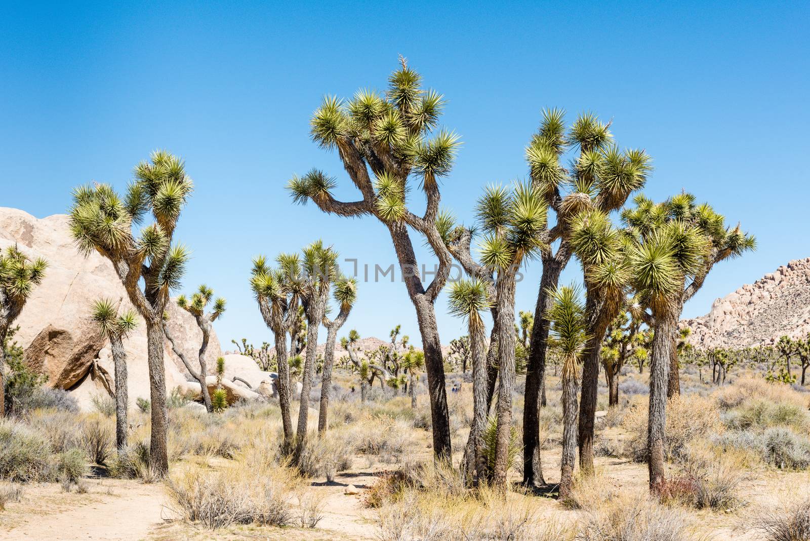 Joshua trees (Yucca brevifolia) in Hall of Horrors area of Joshua Tree National Park, California