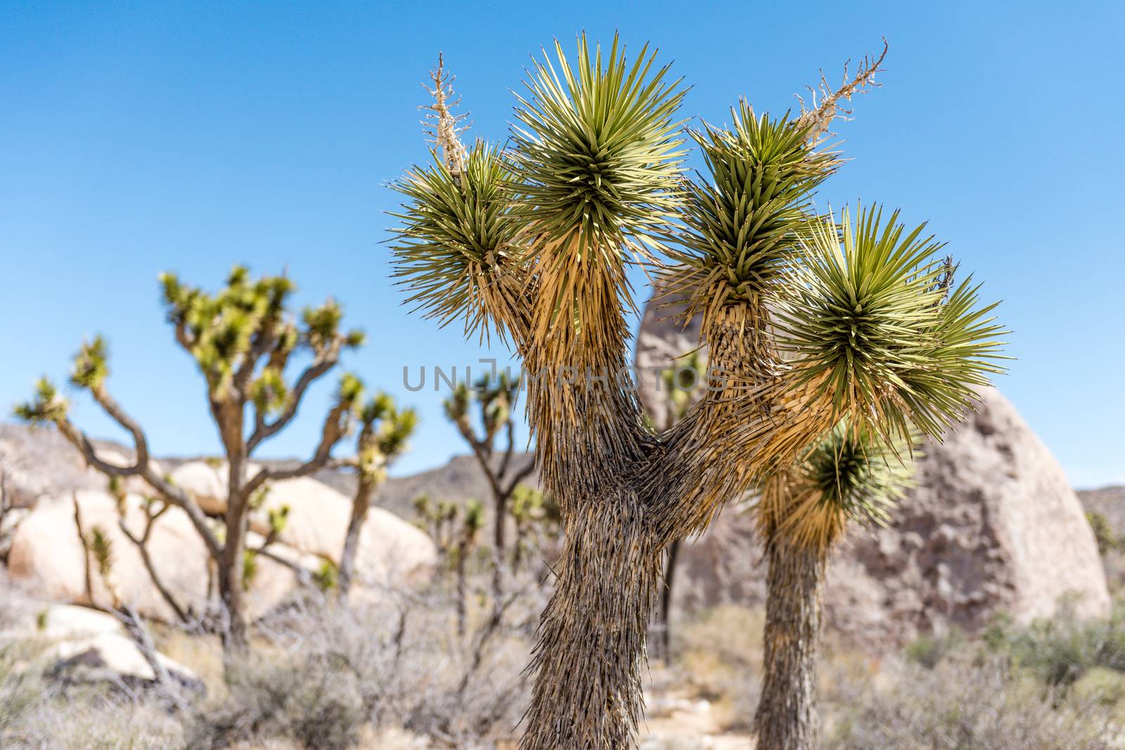 Joshua trees (Yucca brevifolia) in Hall of Horrors area of Joshu by Njean