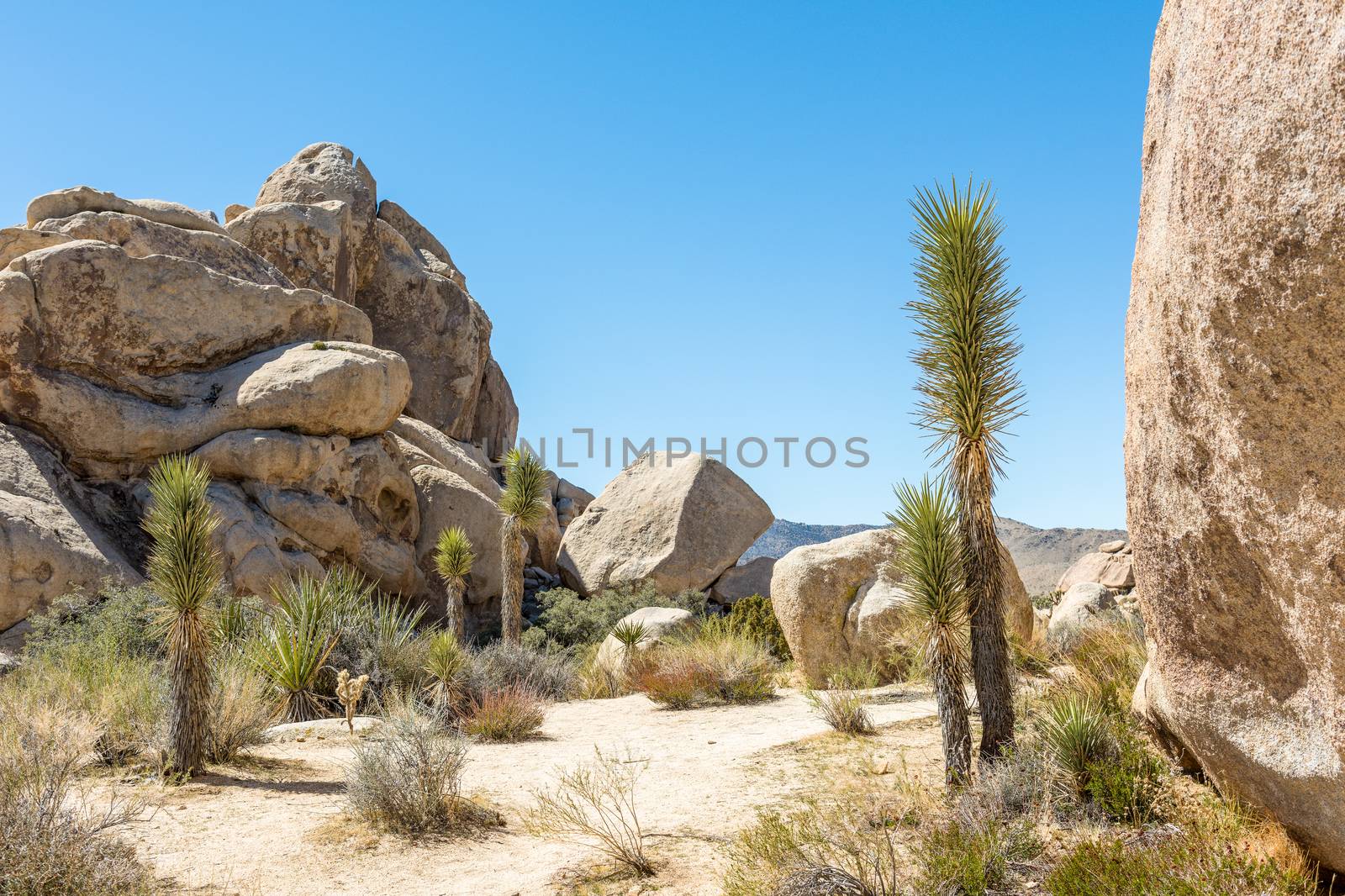 Joshua trees (Yucca brevifolia) in Hall of Horrors area of Joshu by Njean