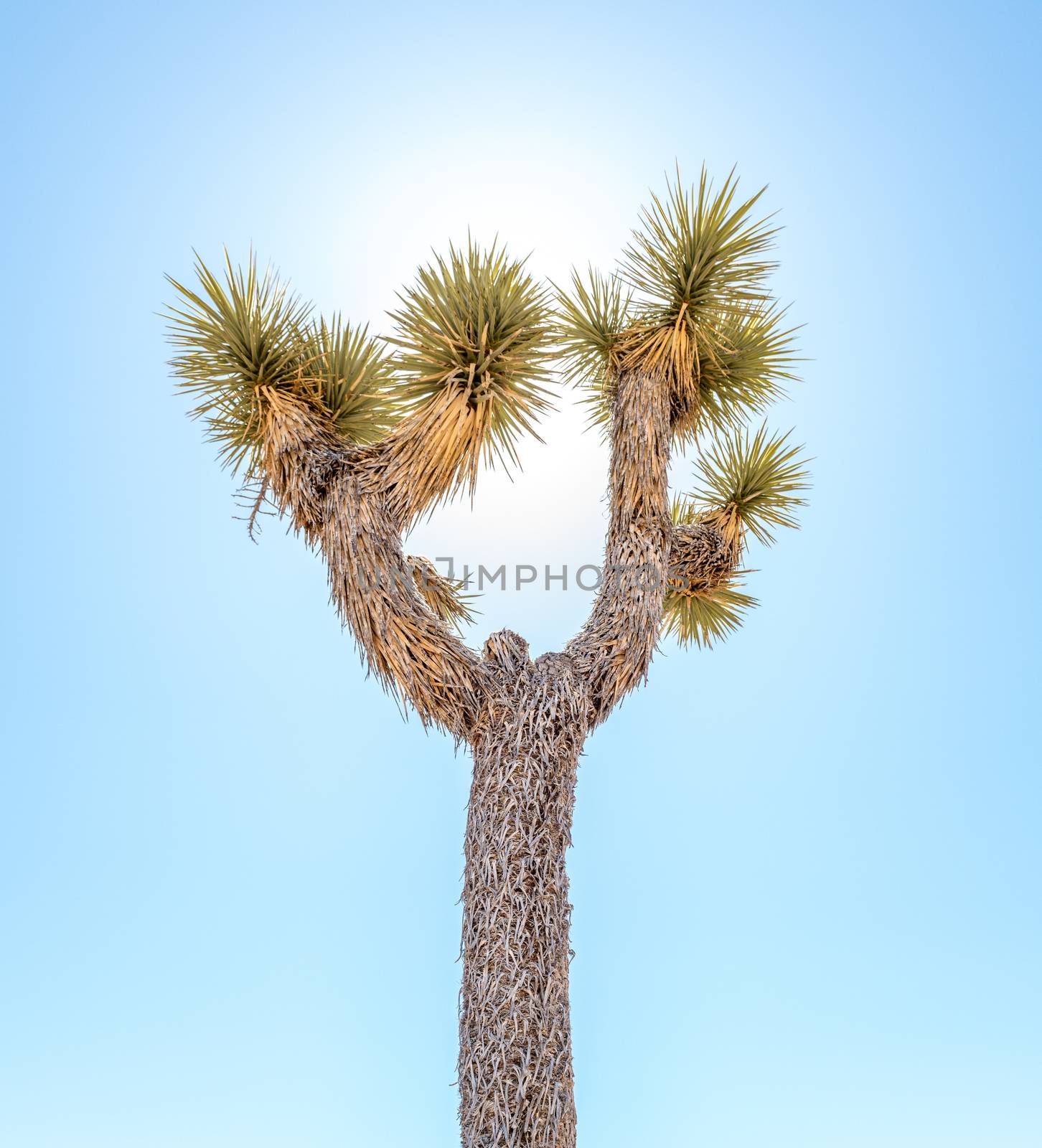 Joshua tree (Yucca brevifolia) in Joshua Tree National Park, California