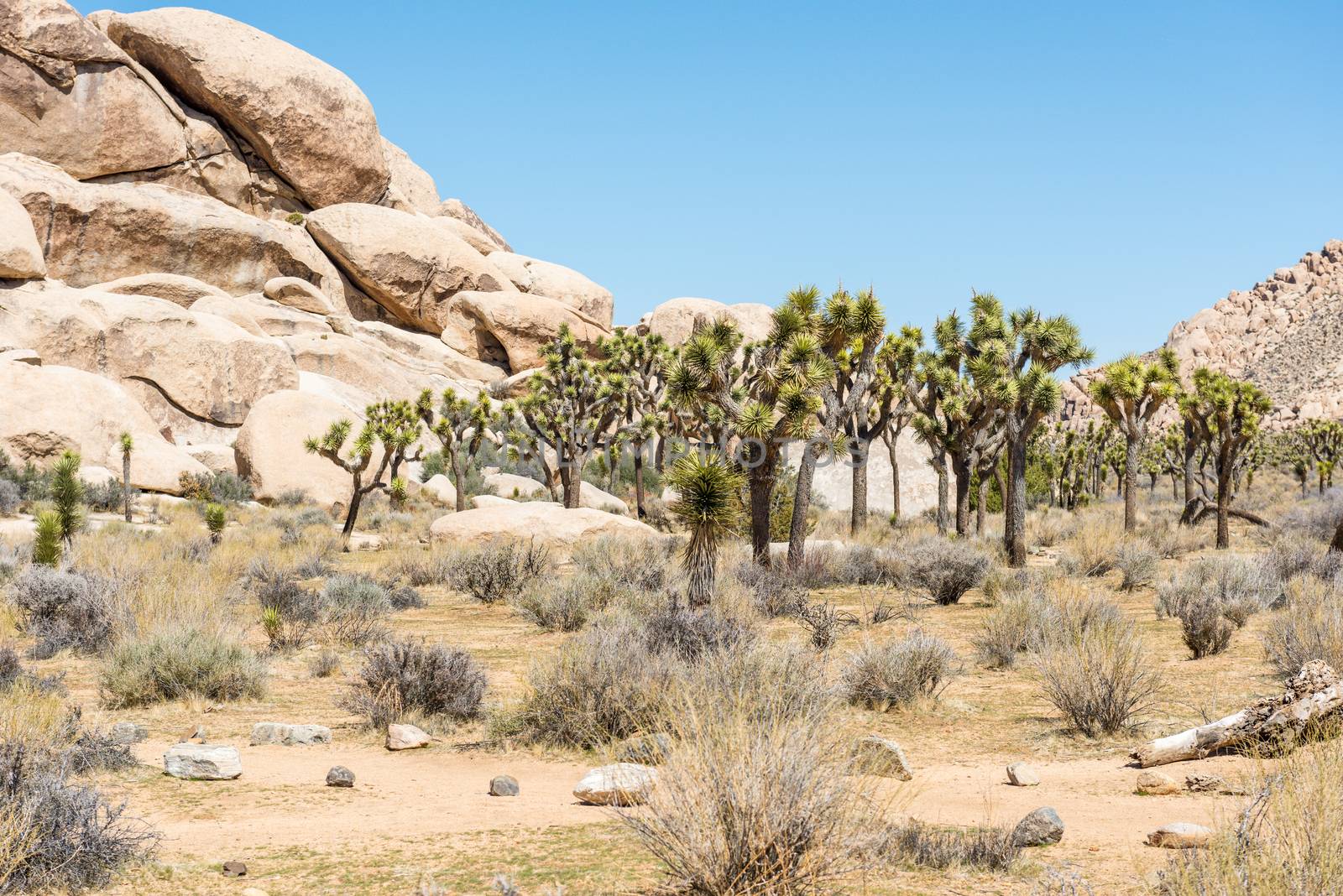 Joshua trees (Yucca brevifolia) in Hall of Horrors area of Joshua Tree National Park, California