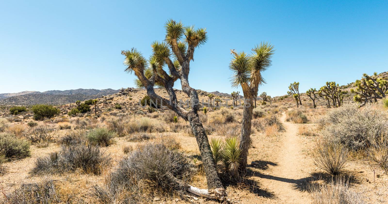 Joshua trees (Yucca brevifolia) on the California Riding & Hiking Trail in Hidden Valley of Joshua Tree National Park, California