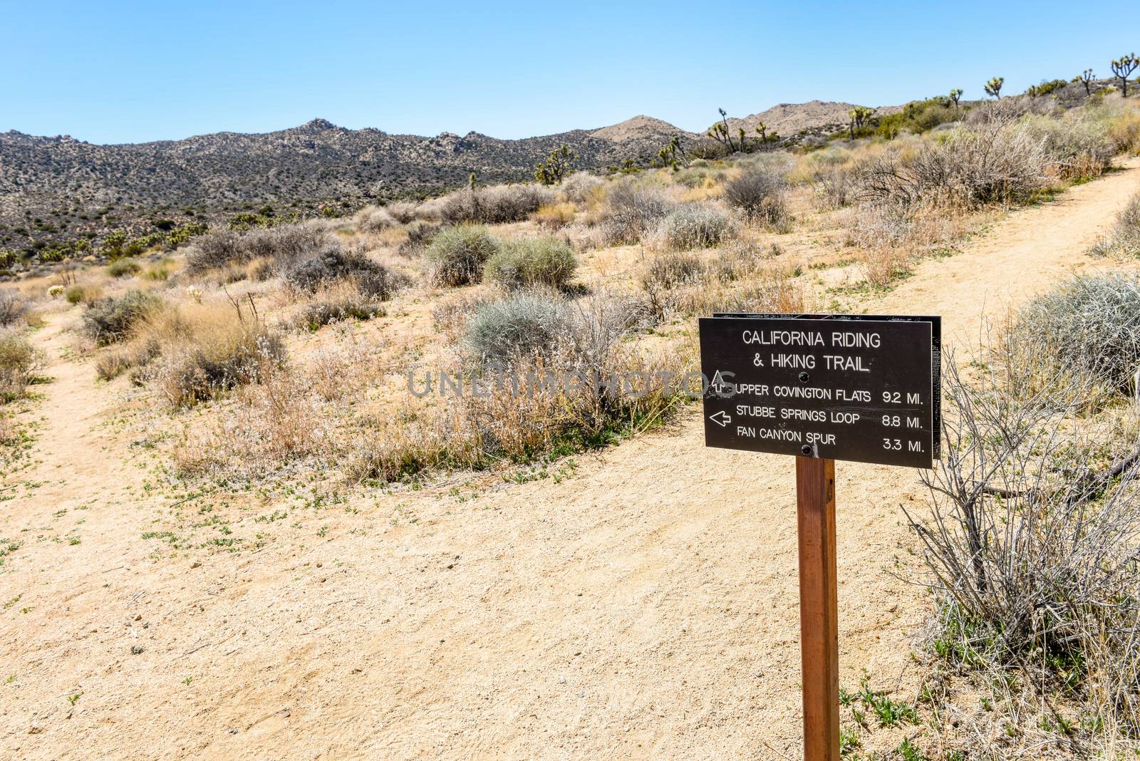 Stubbe Springs Loop in Joshua Tree National Park, California