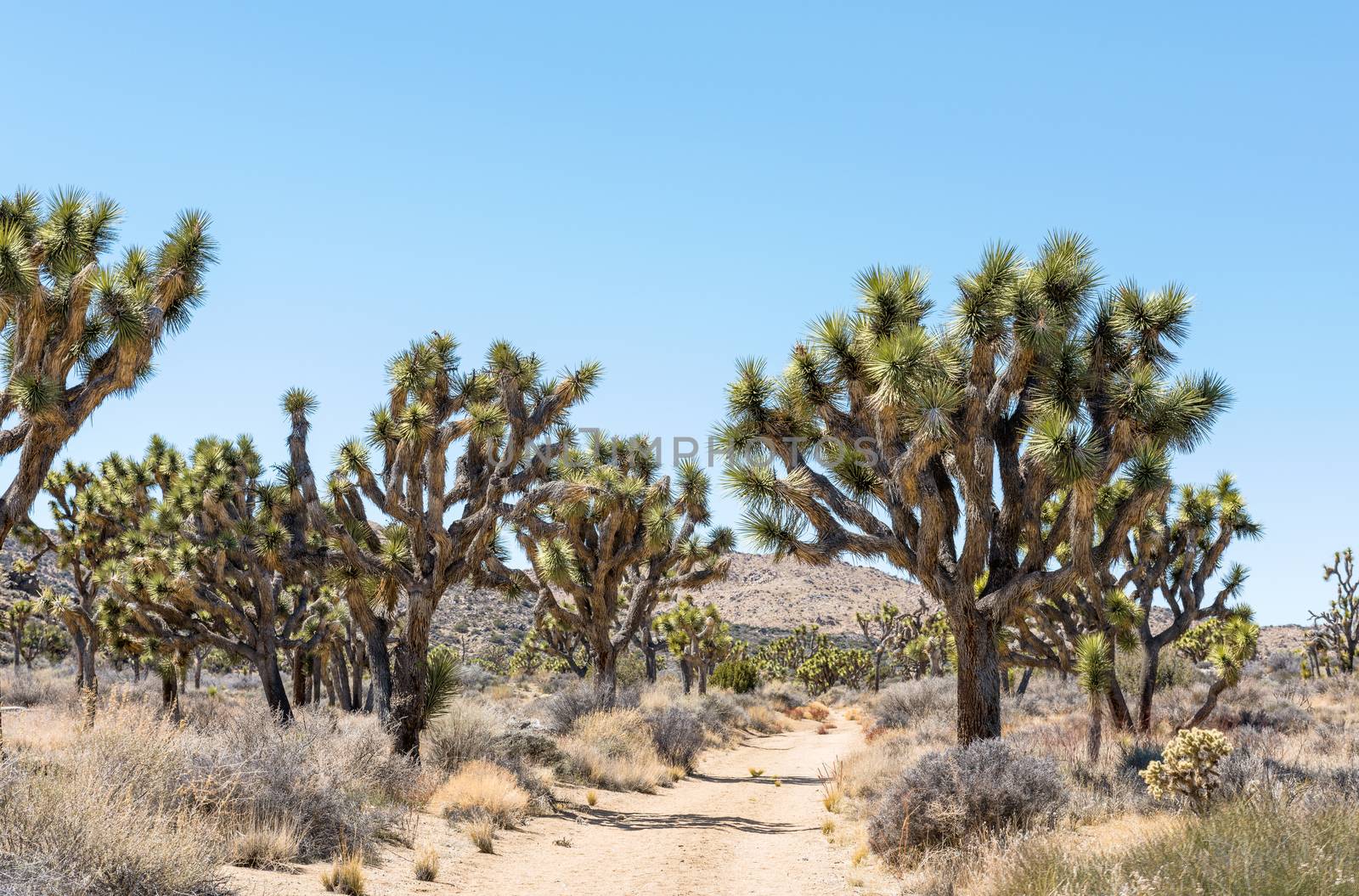 Joshua trees (Yucca brevifolia) on Stubbe Springs Loop in Joshua by Njean