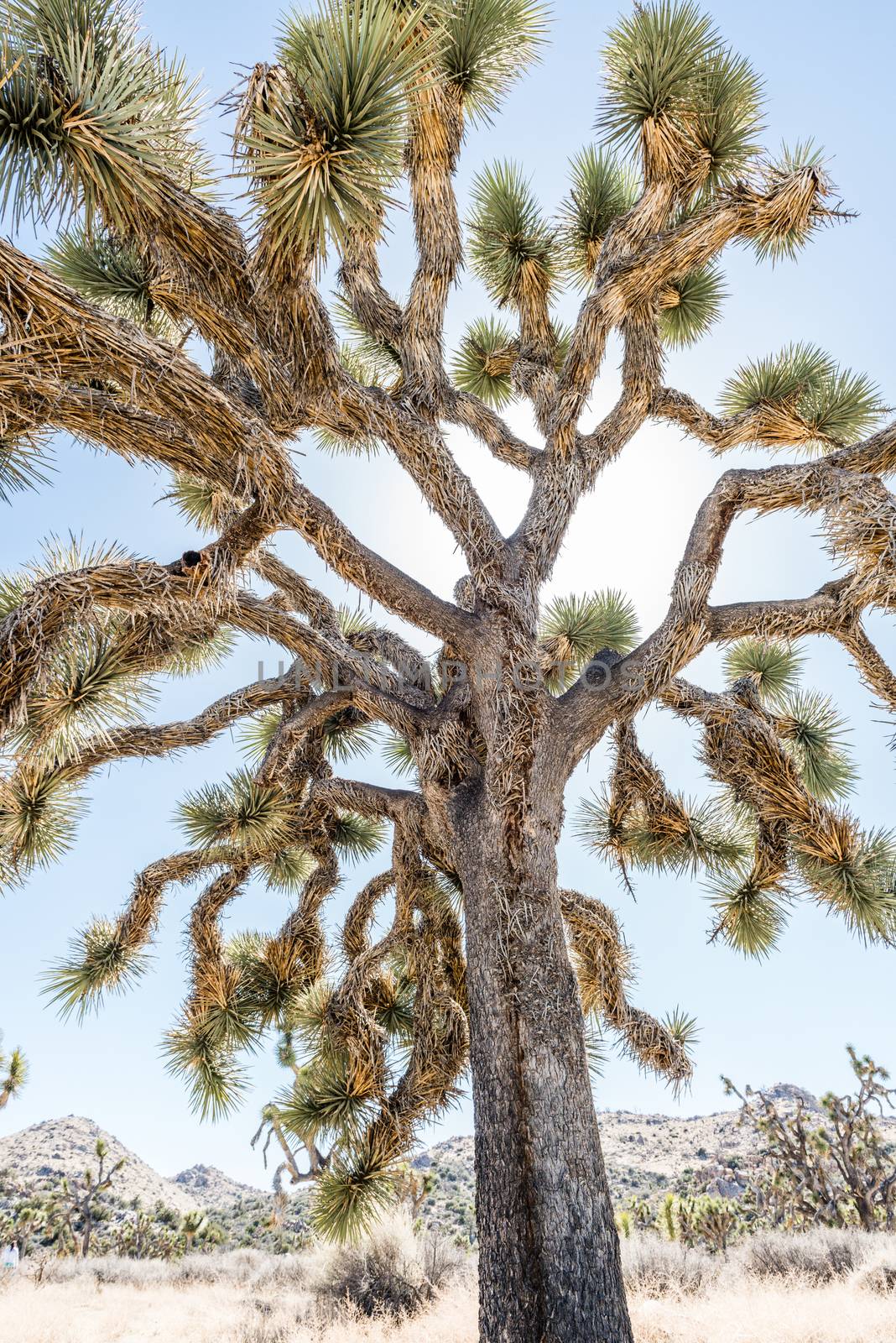 Joshua tree (Yucca brevifolia) along Stubbe Springs Loop in Joshua Tree National Park, California