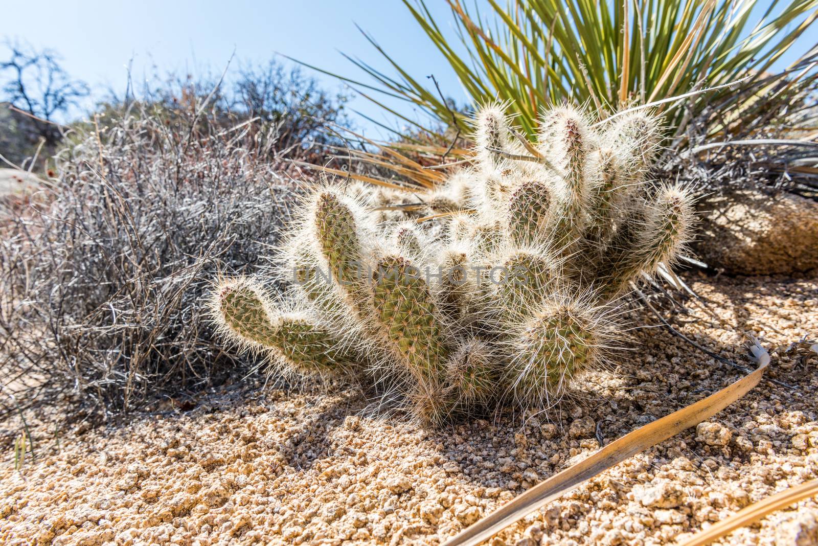 Opuntia polyacantha var. erinacea (grizzlybear pricklypear) cactus along Stubbe Springs Loop in Joshua Tree National Park, California