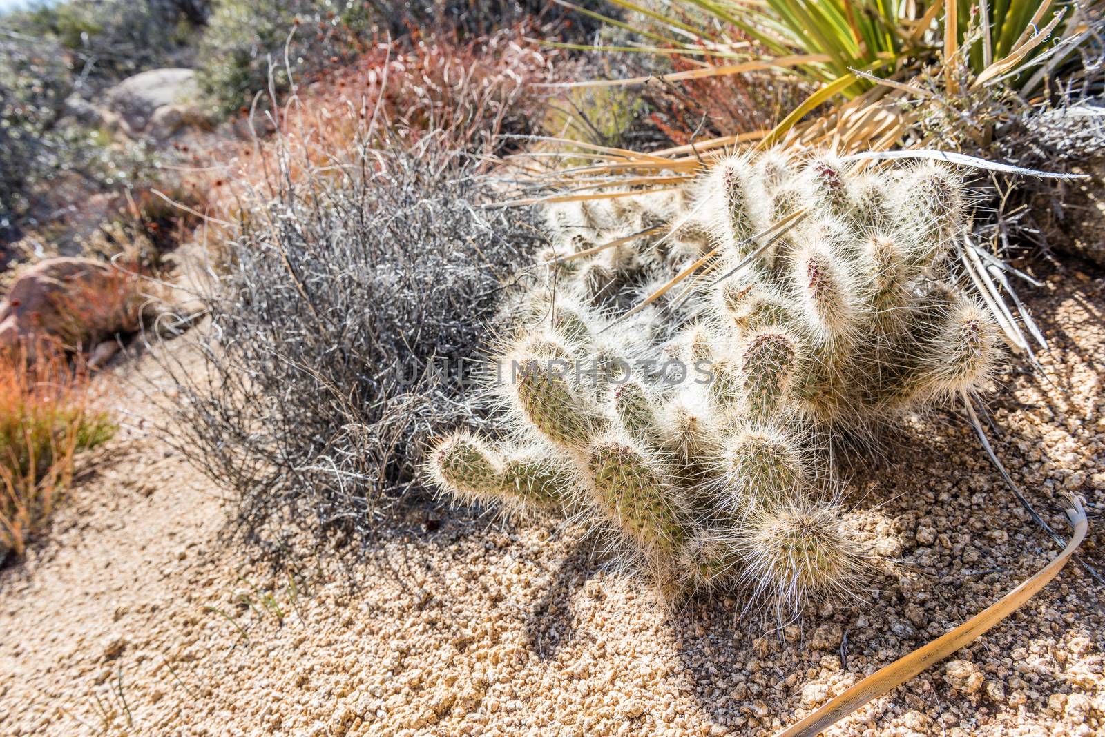 Opuntia polyacantha var. erinacea (grizzlybear pricklypear) cactus along Stubbe Springs Loop in Joshua Tree National Park, California