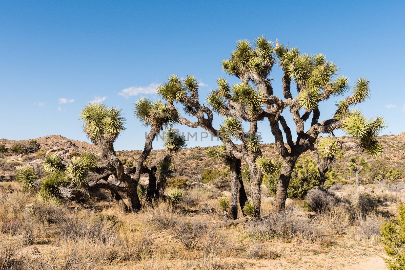 Joshua Tree National Park, California by Njean