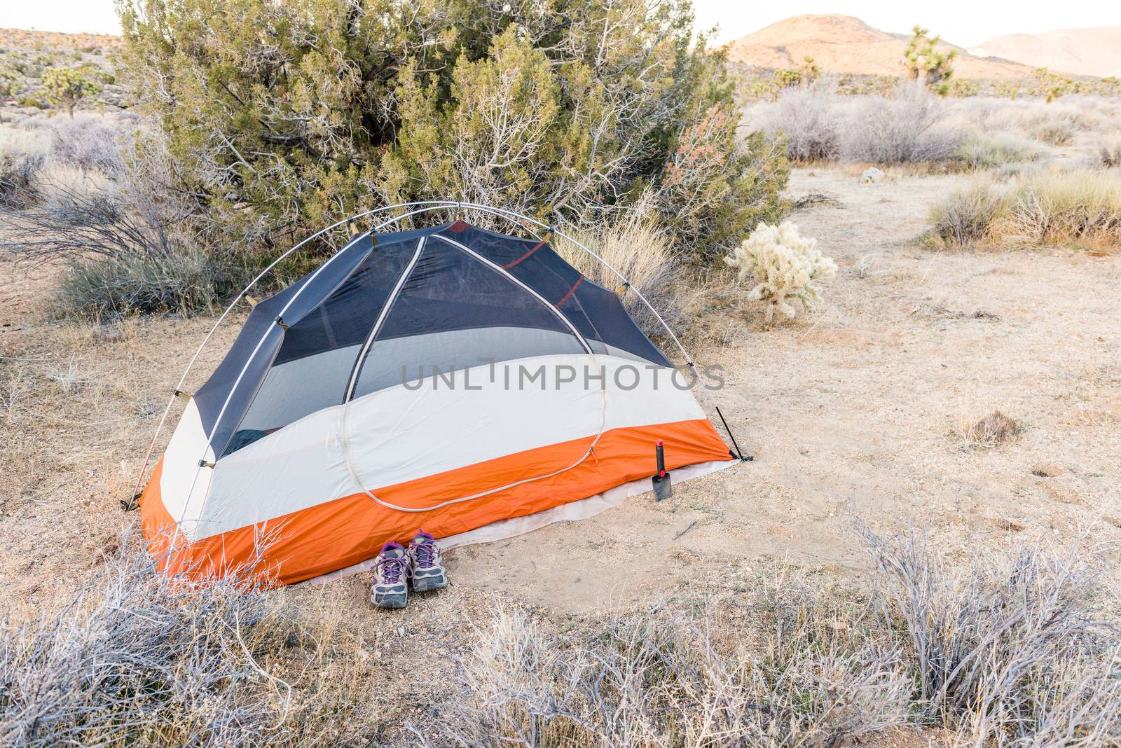 Wilderness backpacking campsite off Stubbe Springs Loop in Joshua Tree National Park, California