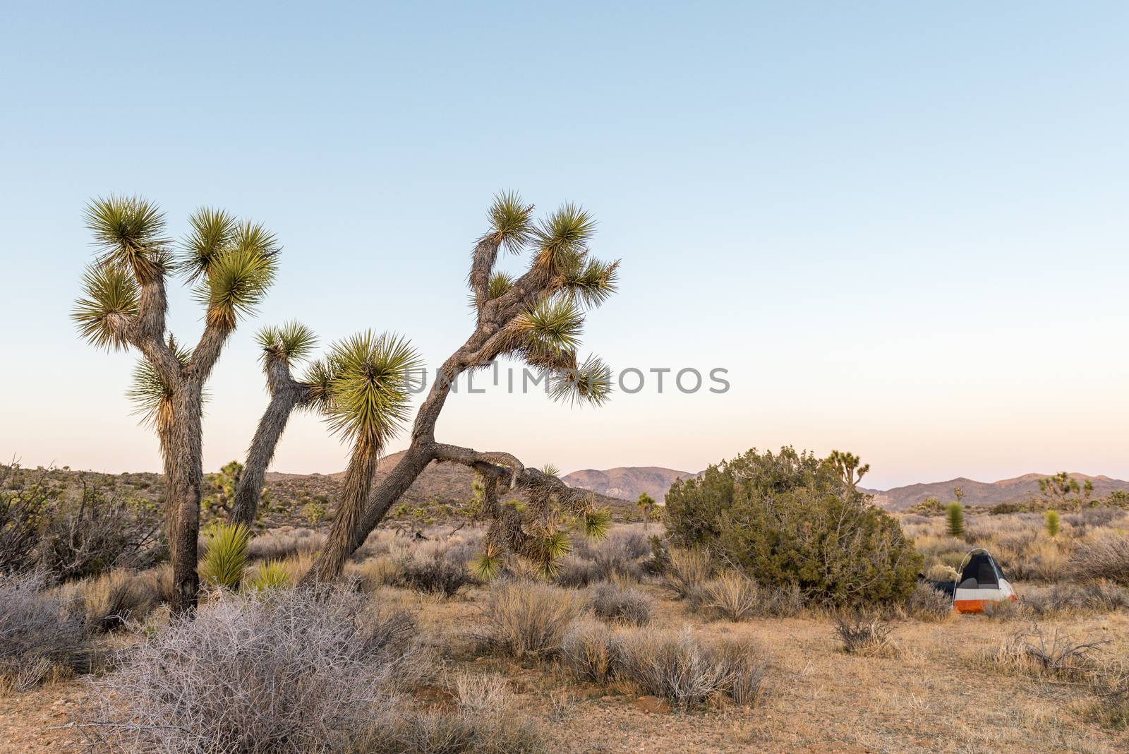 Joshua trees (Yucca brevifolia) at dusk off Stubbe Springs Loop  by Njean