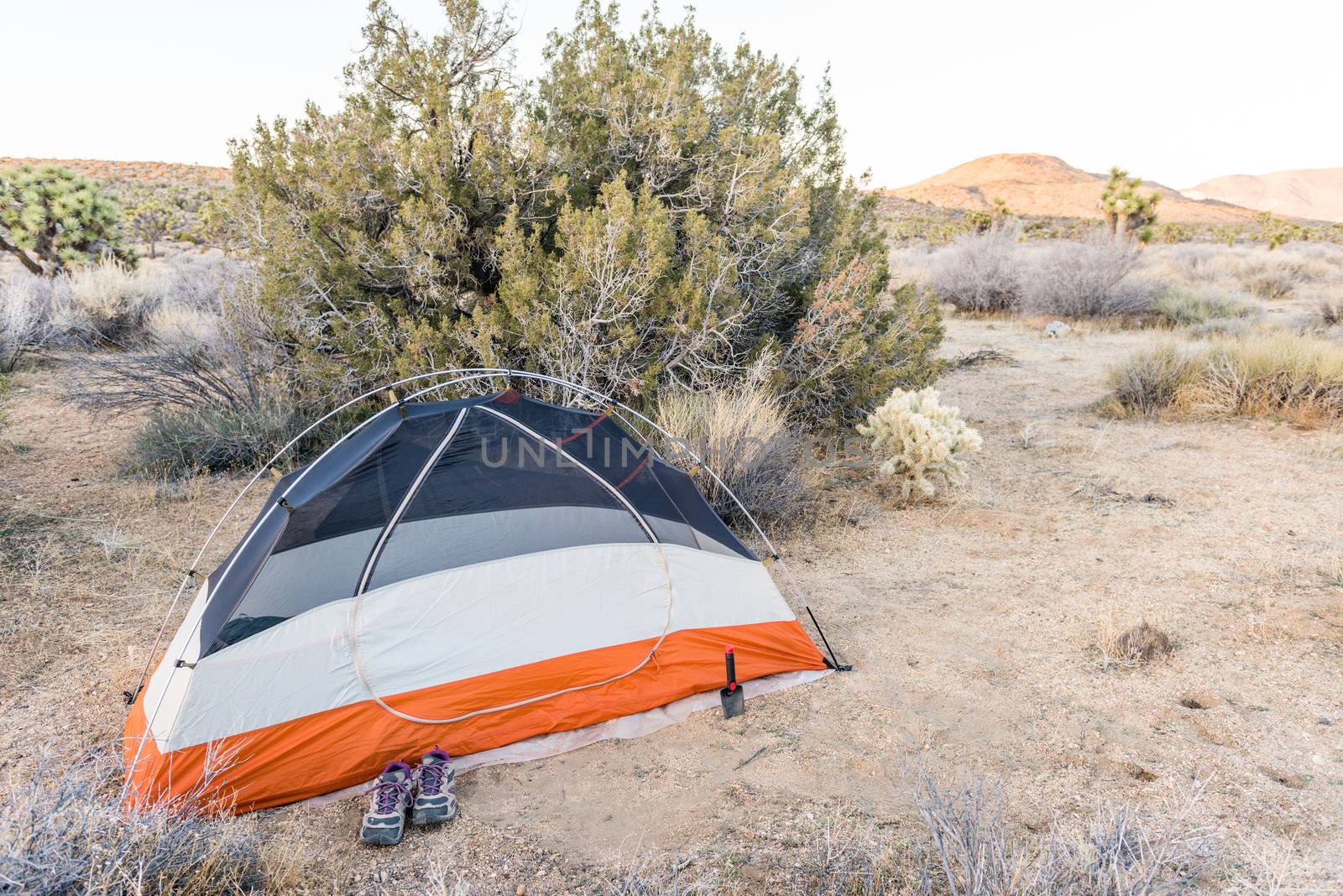 Wilderness backpacking campsite off Stubbe Springs Loop in Joshua Tree National Park, California