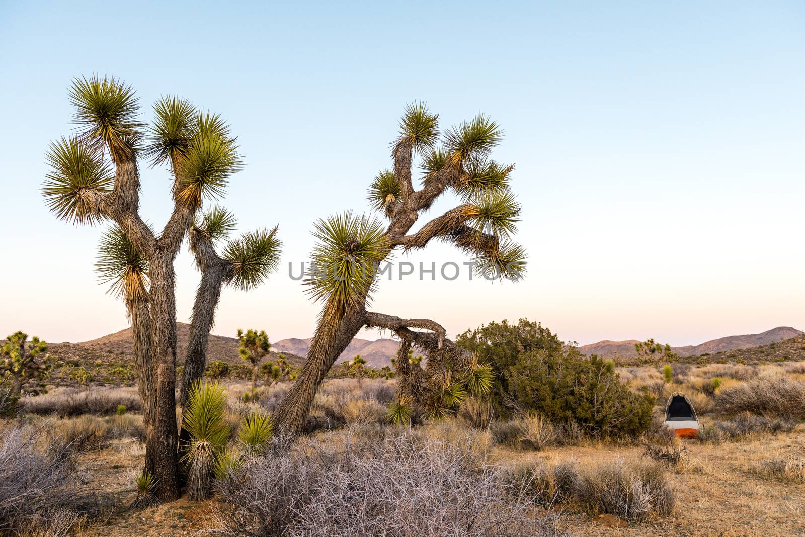 Joshua trees (Yucca brevifolia) at dusk off Stubbe Springs Loop  by Njean