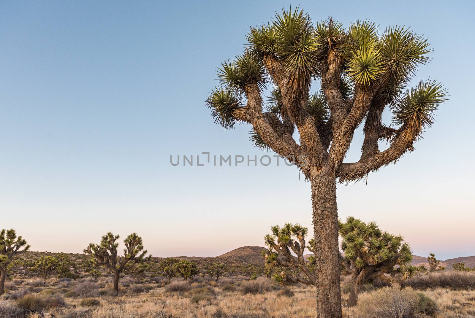 Joshua trees (Yucca brevifolia) at dusk off Stubbe Springs Loop in Joshua Tree National Park, California