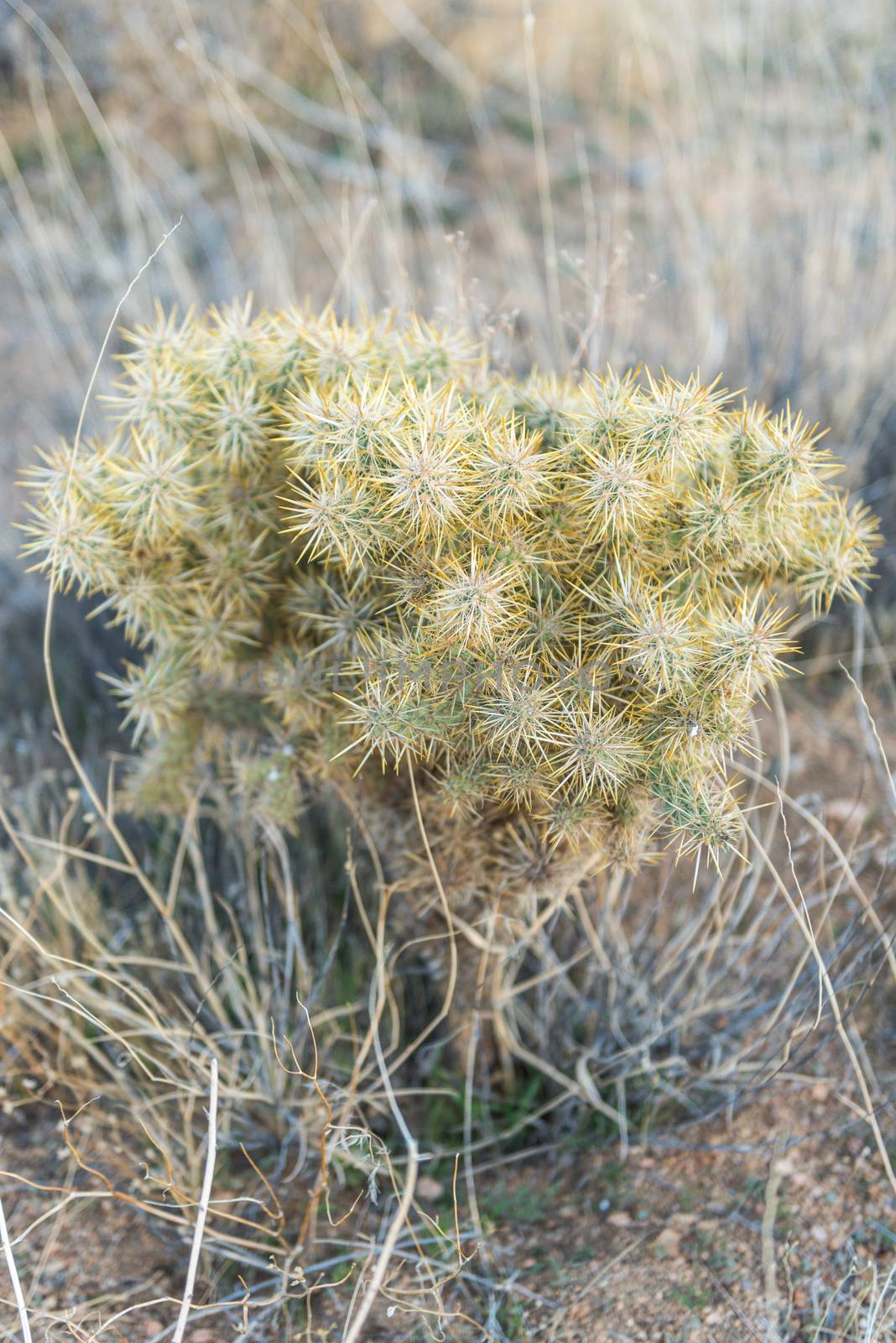 Cactus off Stubbe Springs Loop in Joshua Tree National Park, Cal by Njean