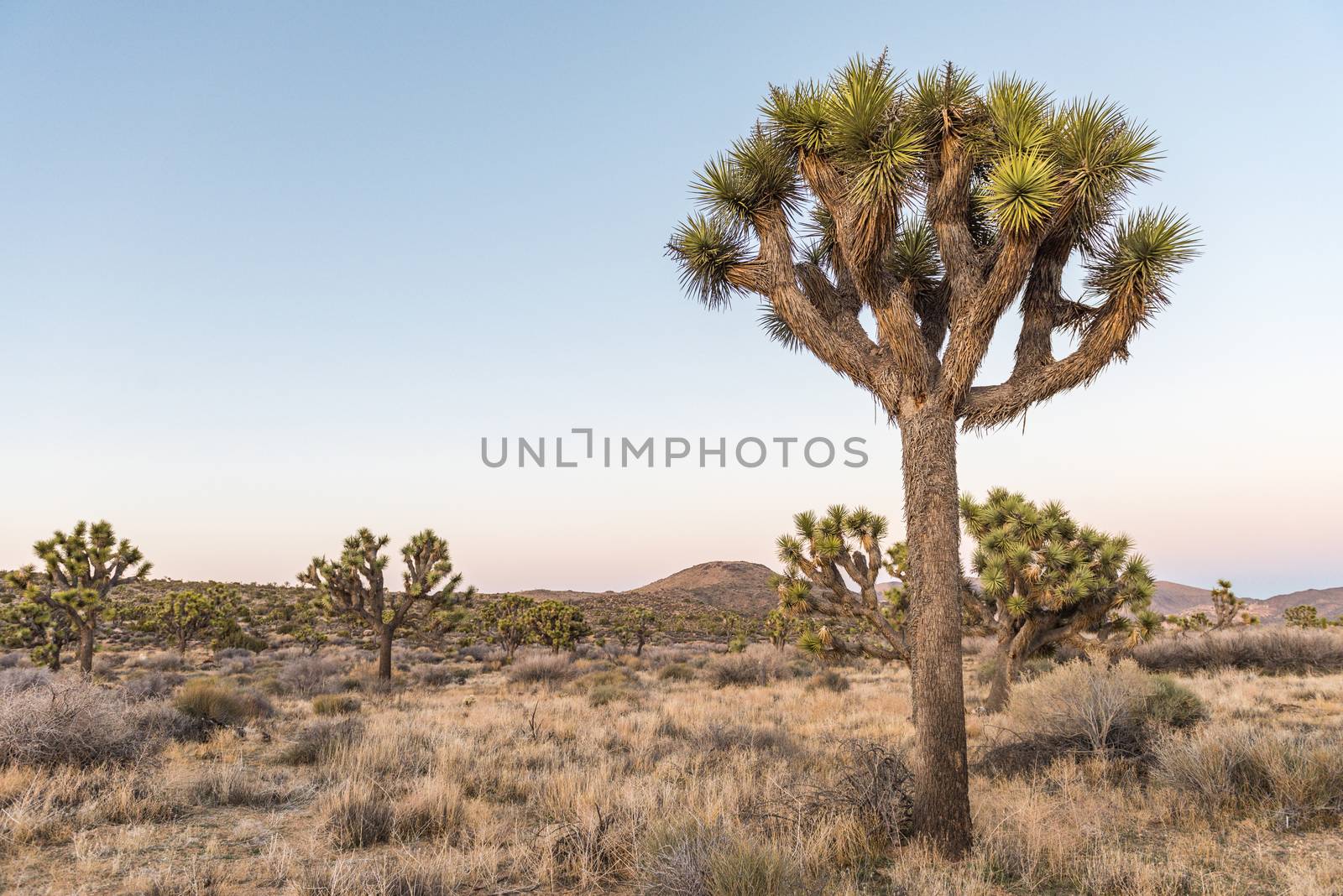 Joshua trees (Yucca brevifolia) at dusk off Stubbe Springs Loop  by Njean