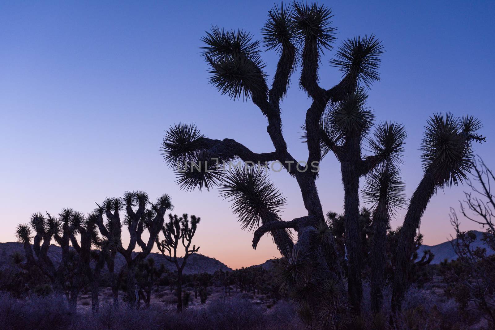 Silhouetted Joshua trees (Yucca brevifolia) at dusk off Stubbe S by Njean