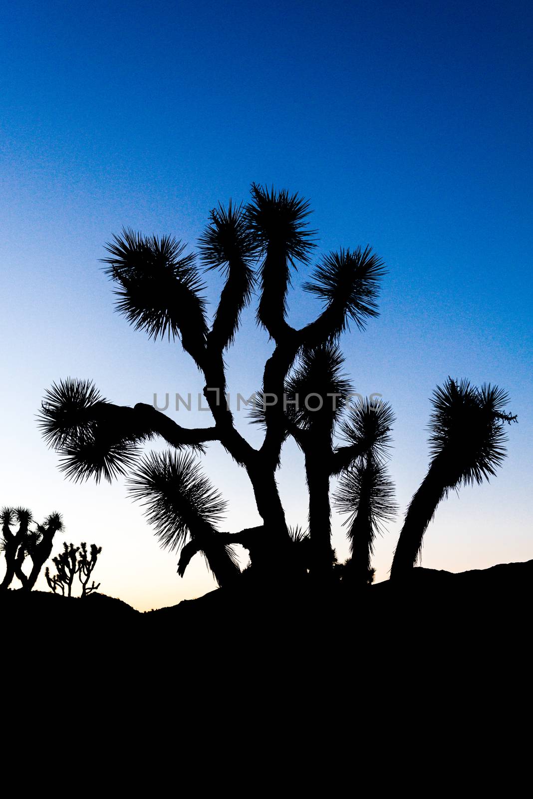 Silhouetted Joshua trees (Yucca brevifolia) at dusk off Stubbe Springs Loop in Joshua Tree National Park, California