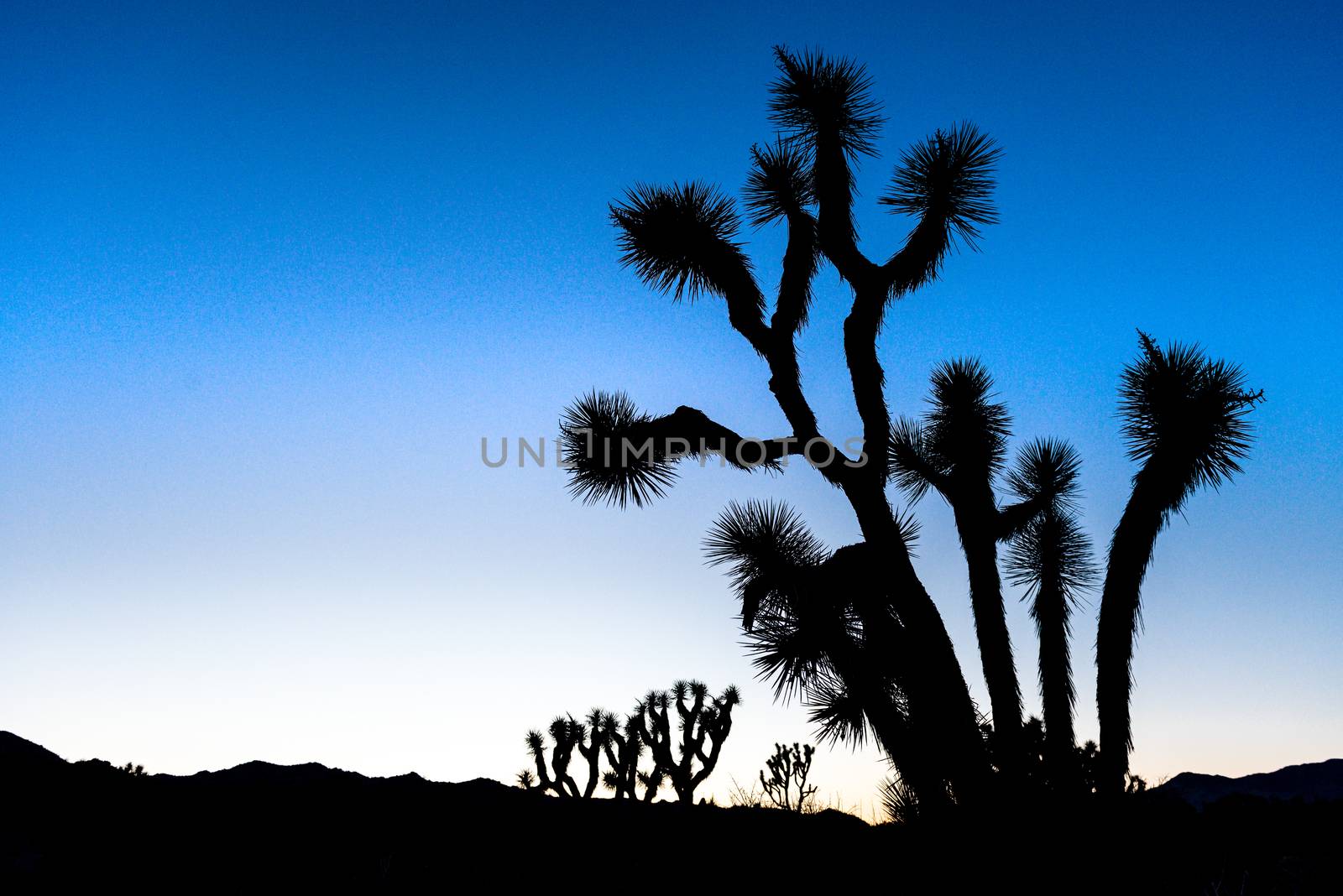 Silhouetted Joshua trees (Yucca brevifolia) at dusk off Stubbe S by Njean