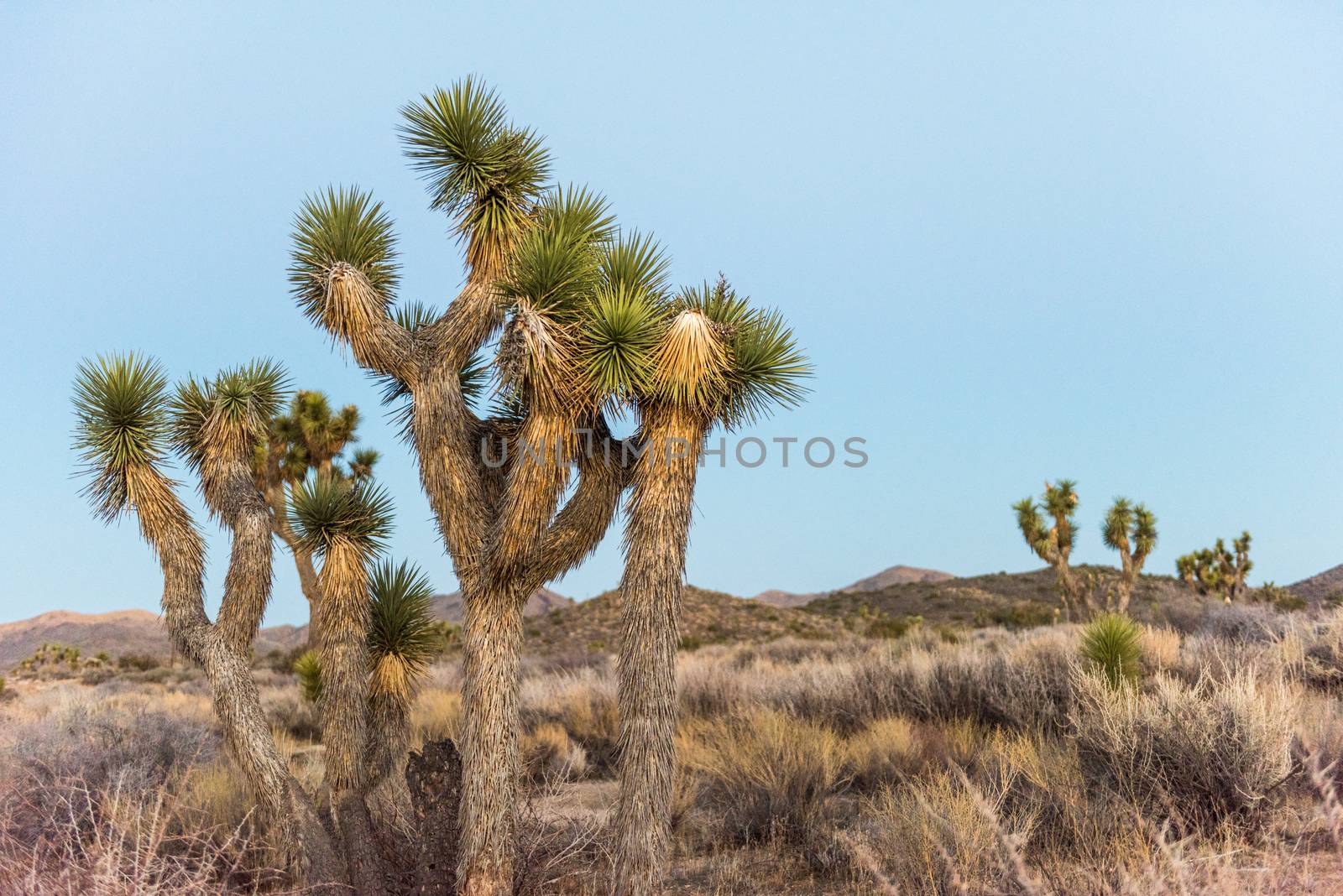 Joshua trees (Yucca brevifolia) at dusk off Stubbe Springs Loop  by Njean