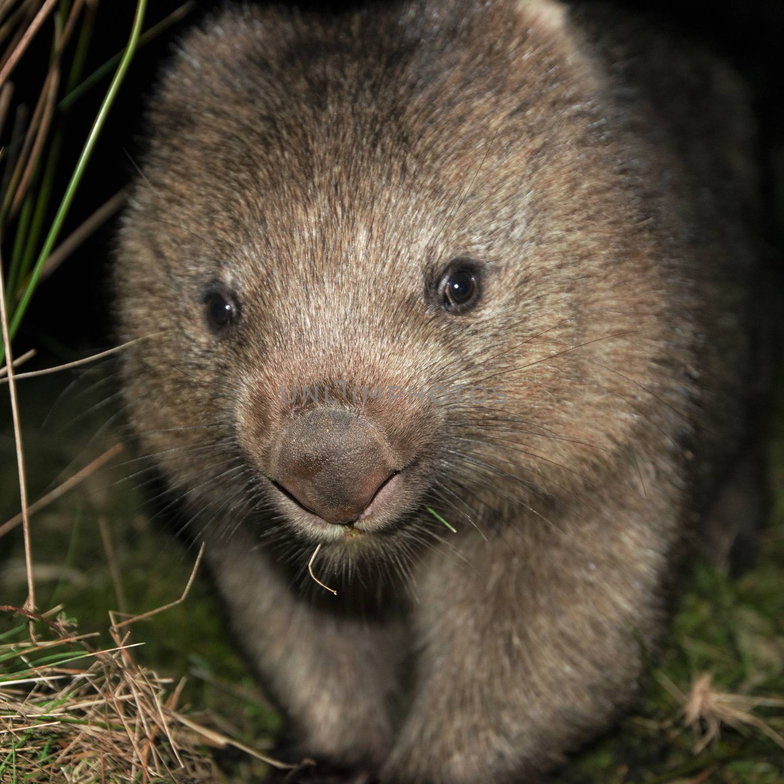 Wombat at night by artistrobd