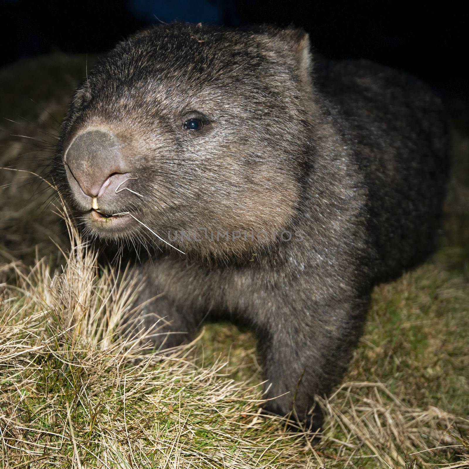 Large Australian wombat found outside at night.