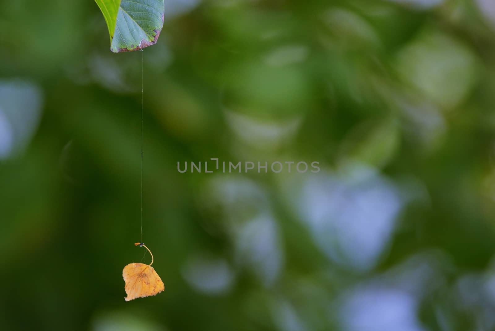 Single old leaf hanging on spiderweb in a forest