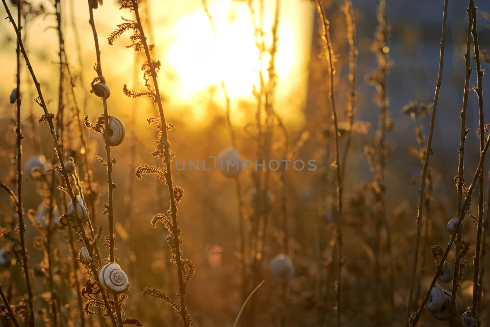 Sunset with small snail shell on field