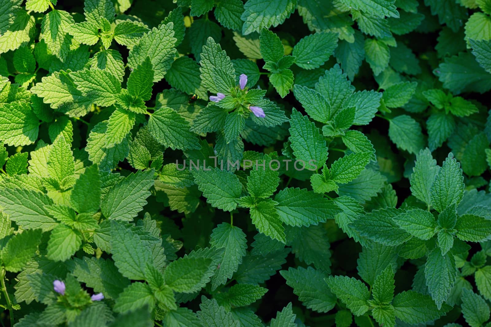 Green stinging nettle by mady70