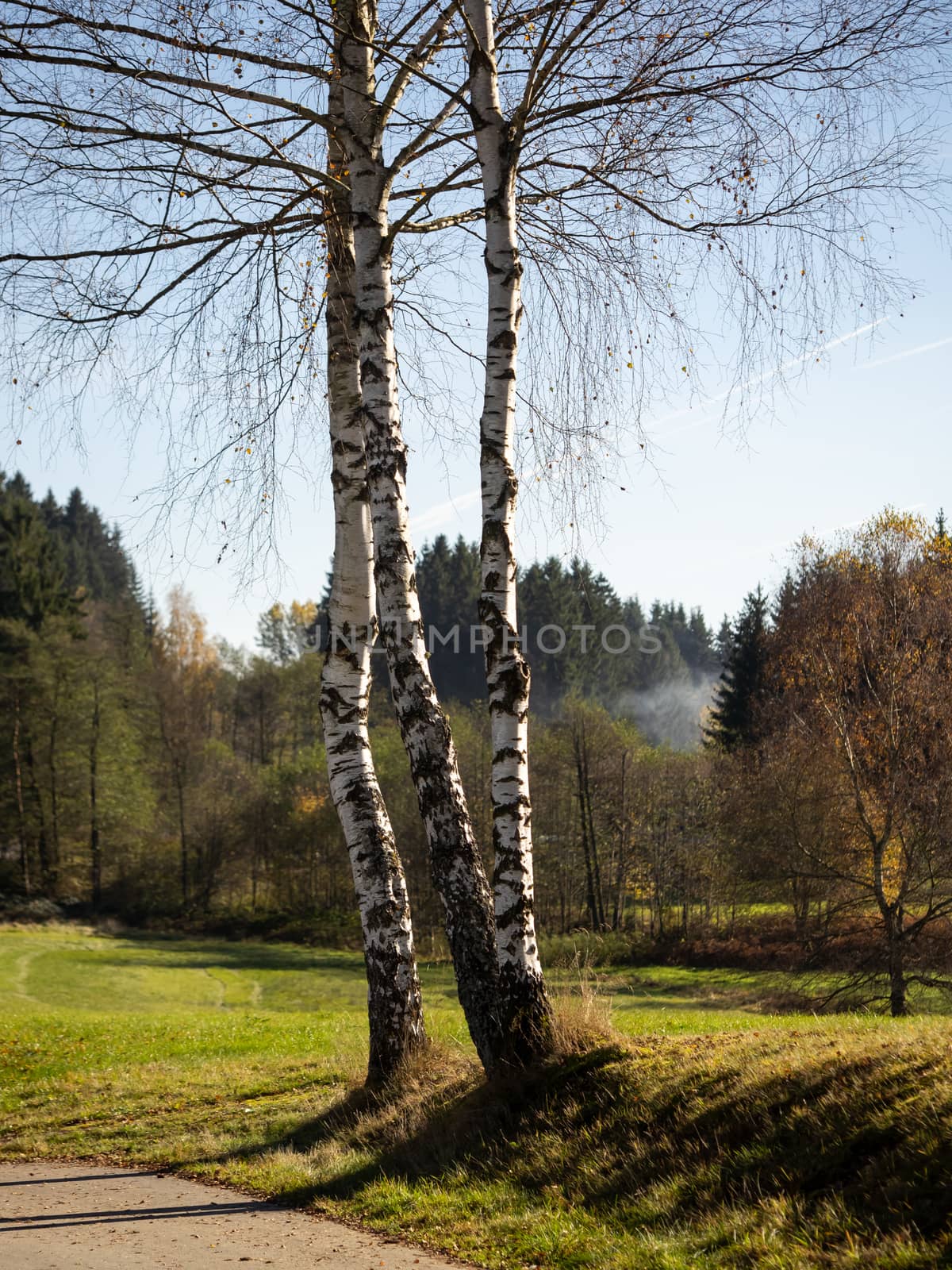 Three birches on the meadow, blue sky by sandra_fotodesign