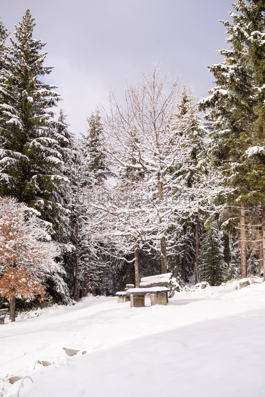 A wonderful winter landscape in beautiful Bavaria