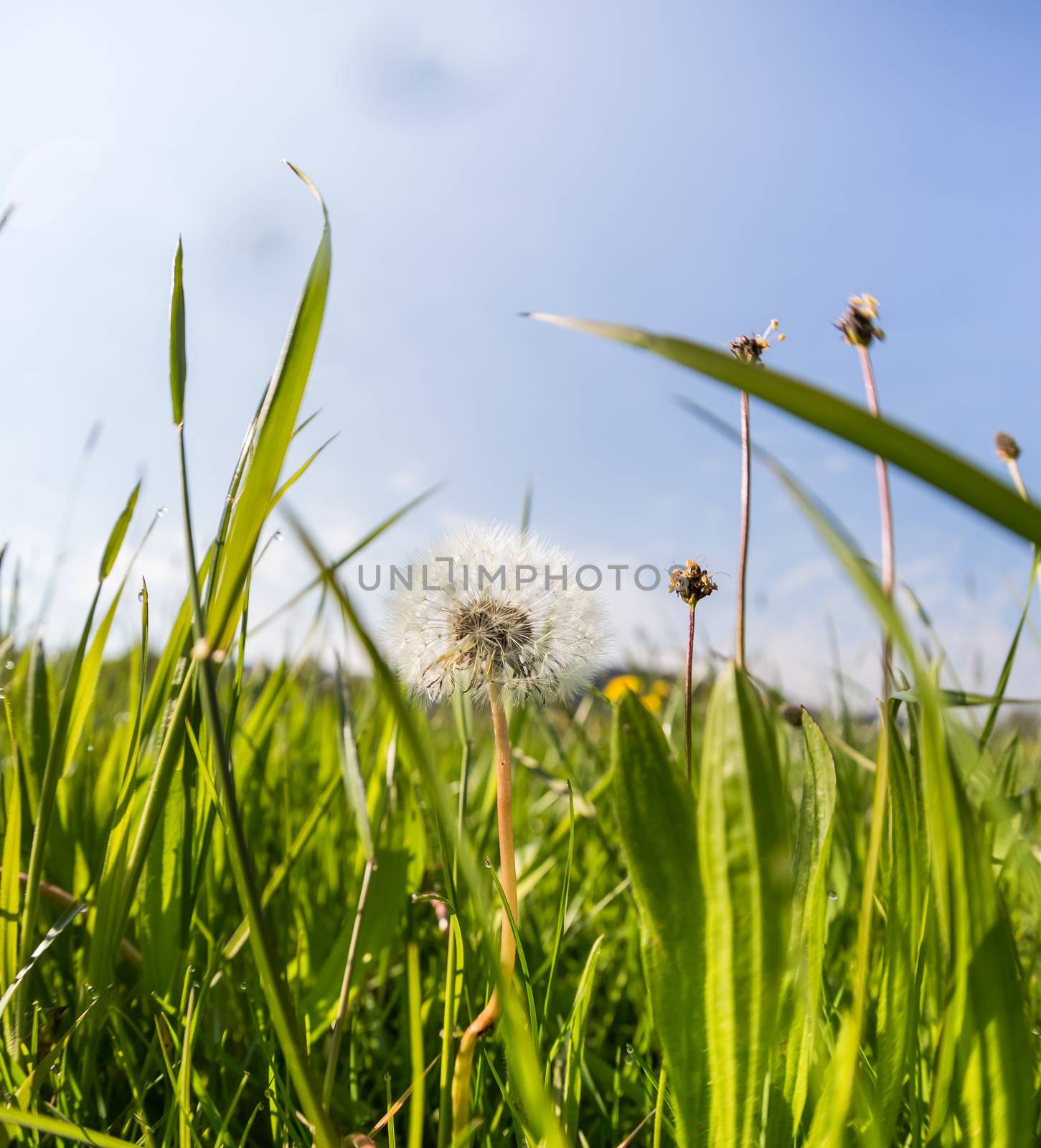 A dandelion on a green meadow, deep perspective by sandra_fotodesign