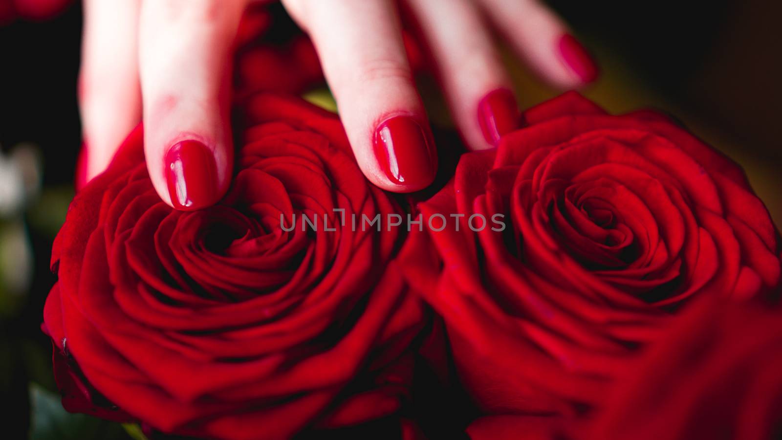 Woman hands with manicure red nails closeup and rose. Skin and nail care.