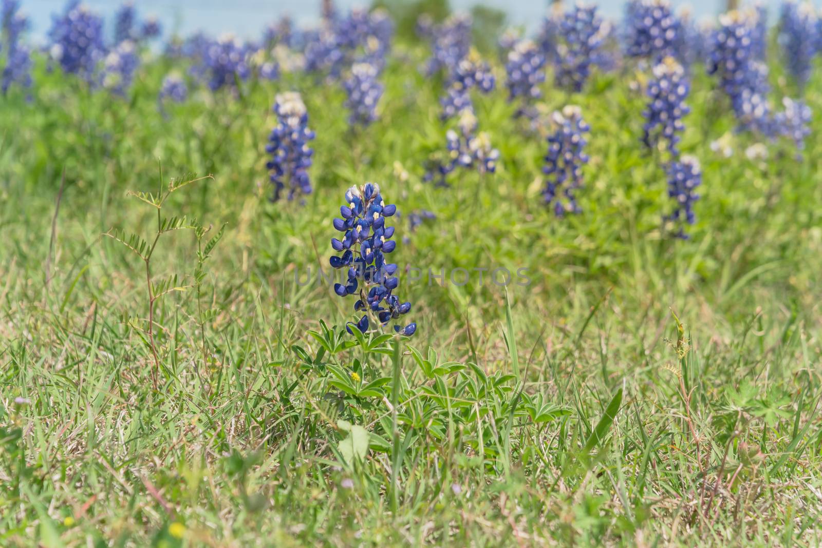 Selective focus of Bluebonnet wildflower blooming in countryside Bristol, Texas. Colorful state flower of Texas blossom in springtime